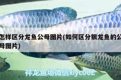 怎樣區分龍魚公母圖片(如何區分銀龍魚的公母圖片)