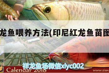 印尼紅龍魚喂養方法(印尼紅龍魚苗圖片大全) 印尼紅龍魚喂養方法(印尼紅龍魚苗圖片大全) 紅龍魚百科 第3張