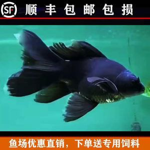 蝴蝶鯉魚苗飼料品牌推薦，水族飼料品牌蝴蝶鯉飼料品牌：蝴蝶鯉專用飼料品牌