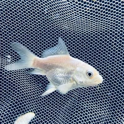 蝴蝶鯉魚苗飼料品牌推薦，水族飼料品牌蝴蝶鯉飼料品牌：蝴蝶鯉專用飼料品牌