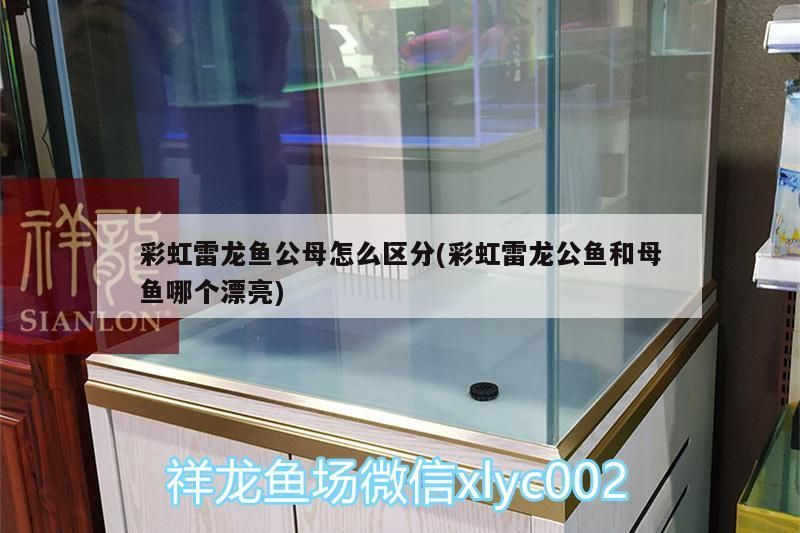 彩虹雷龍魚公母怎么區分(彩虹雷龍公魚和母魚哪個漂亮)