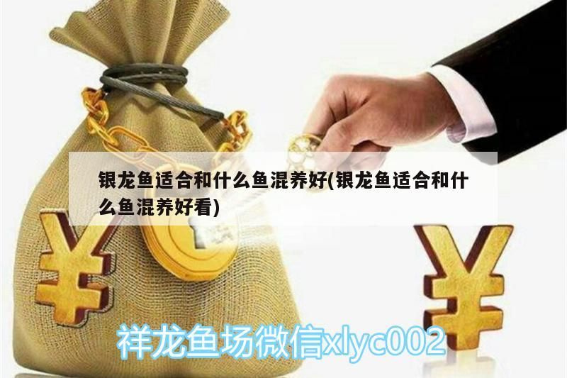 銀龍魚適合和什么魚混養好(銀龍魚適合和什么魚混養好看)
