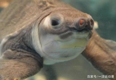 豬鼻龜26度的水溫會得病嗎？：豬鼻龜水溫多少度最好，豬鼻龜水溫多少合適，