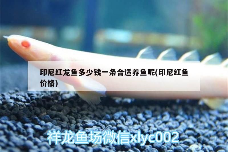 印尼紅龍魚多少錢一條合適養魚呢(印尼紅魚價格)