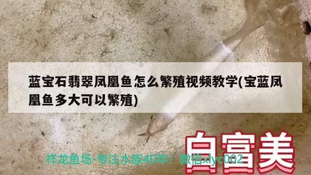 如何清除魚缸里的綠藻視頻教學(魚缸綠藻怎么清理)