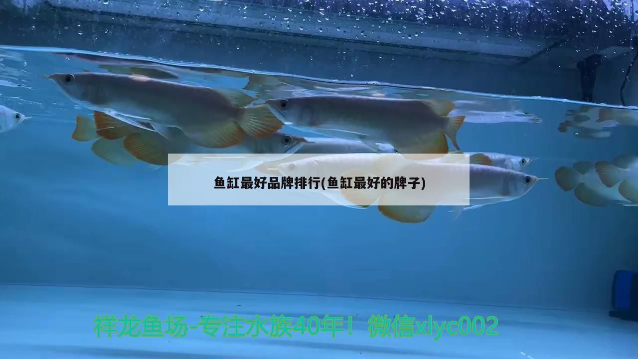 如何清除魚缸里的綠藻視頻教學(魚缸綠藻怎么清理)