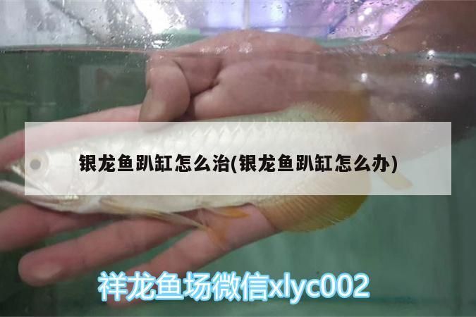 銀龍魚(yú)趴缸怎么治(銀龍魚(yú)趴缸怎么辦)