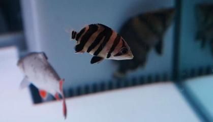 虎魚怎么會變黑：虎魚為什么會變黑