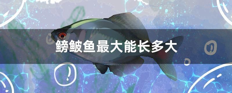 寧津哪里有賣魚缸的地方(寧津哪里有賣魚缸的地方啊)