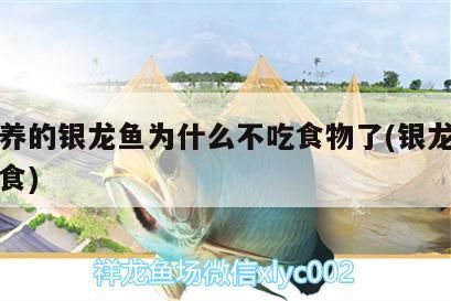 樂東龍魚需要多大的魚缸，樂東龍魚的價格是多少？