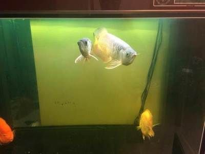 有哪些中草藥可以治療寄生蟲性爛鰓病，寄生蟲性爛鰓病中草藥的使用方法
