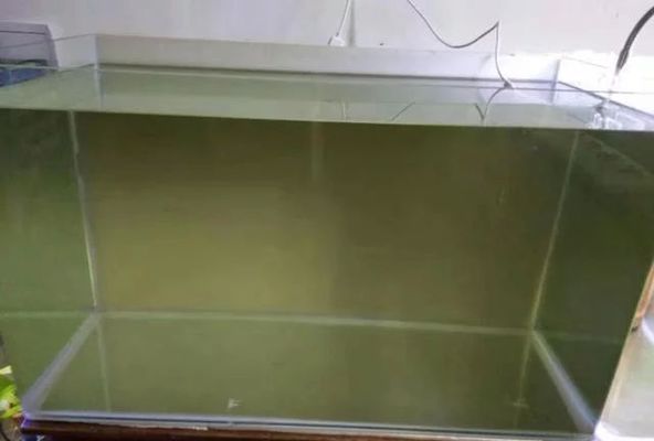龍魚魚缸多久換一次水比較好，龍魚魚缸換水的最佳時間