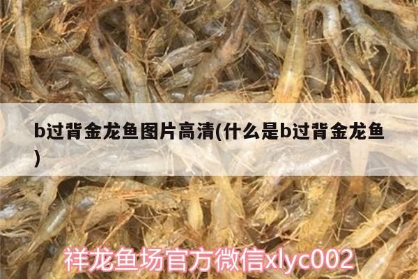 b過(guò)背金龍魚(yú)圖片高清(什么是b過(guò)背金龍魚(yú))