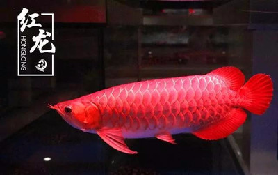 十間魚app打印（ 十間魚能帶來財運嗎）