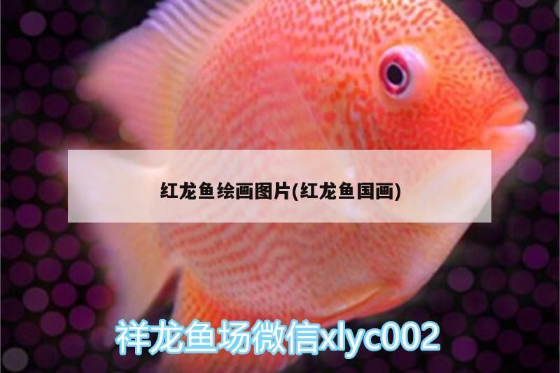 紅龍魚繪畫圖片(紅龍魚國畫)