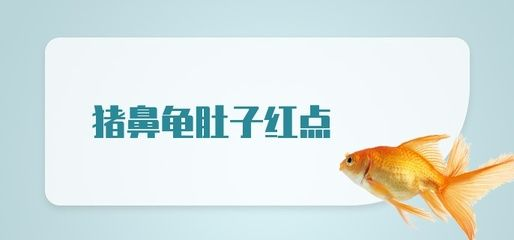 豬鼻龜起紅點：豬鼻龜頭上有紅點點怎么辦