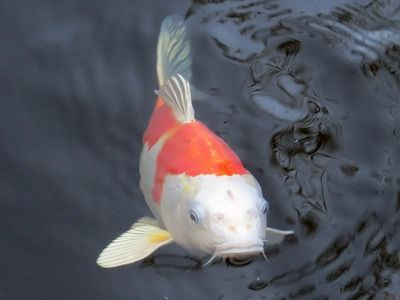 過背金龍魚水溫多少度最好：冬季養過背金龍魚技巧，過背金龍魚水溫過高后果