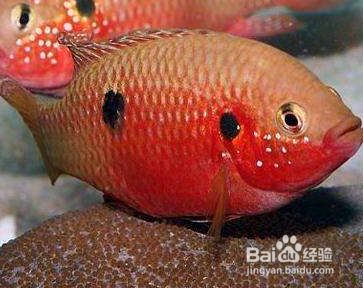 紅龍魚發色用什么燈比較好一點(紅龍魚怎么發色好)