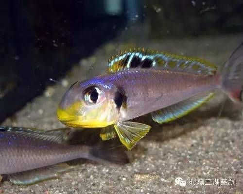 坦湖魚類生態(tài)位的具體作用，坦湖底棲魚類在生態(tài)系統(tǒng)中的具體作用
