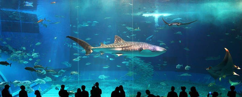 水族館里100種動物名稱和特點（水族館的動物名稱及其特點）