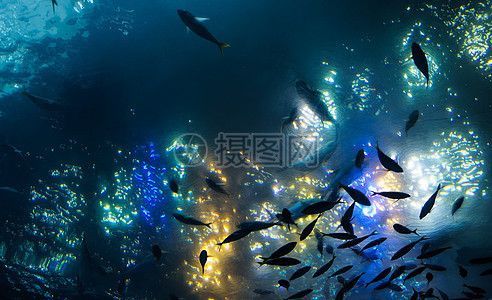 水族館背景配圖（水族館背景配圖的設(shè)計原則）