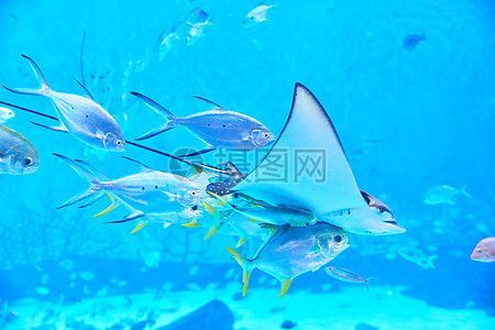 水族館背景配圖（水族館背景配圖的設(shè)計原則）