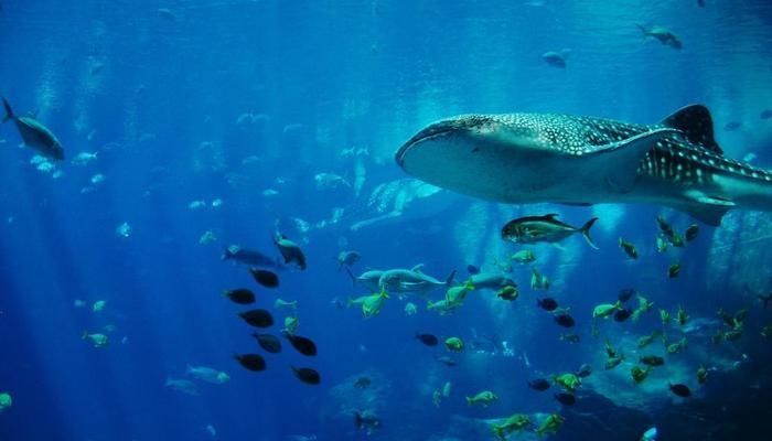 水族館背景配圖（水族館背景配圖的設(shè)計原則）