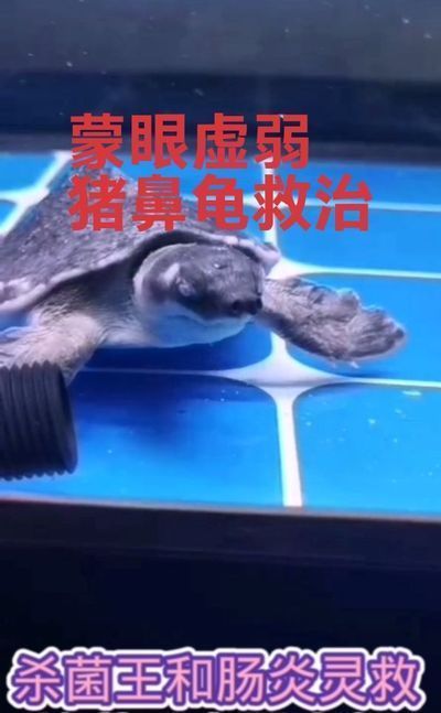 豬鼻龜蒙眼怎么治：豬鼻龜蒙眼怎么辦