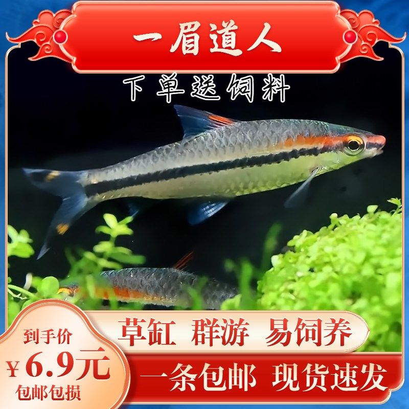 印尼紅龍魚怎么養(yǎng)殖方法和技術視頻(印尼紅龍魚怎么養(yǎng)殖方法和技術視頻大全)