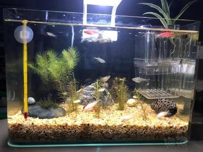 魚缸買多少錢的合適，魚缸diy材料清單