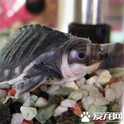 豬鼻龜野生和人工飼養(yǎng)的區(qū)別：豬鼻龜人工繁殖和野生的區(qū)別