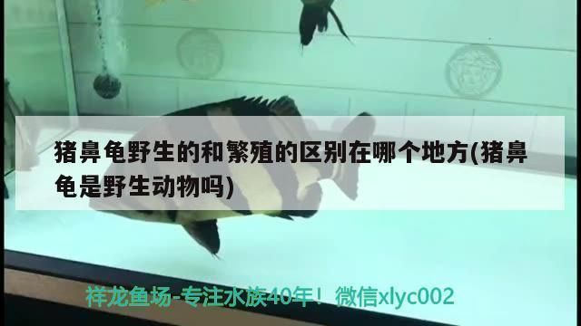 豬鼻龜野生和人工飼養(yǎng)的區(qū)別：豬鼻龜人工繁殖和野生的區(qū)別