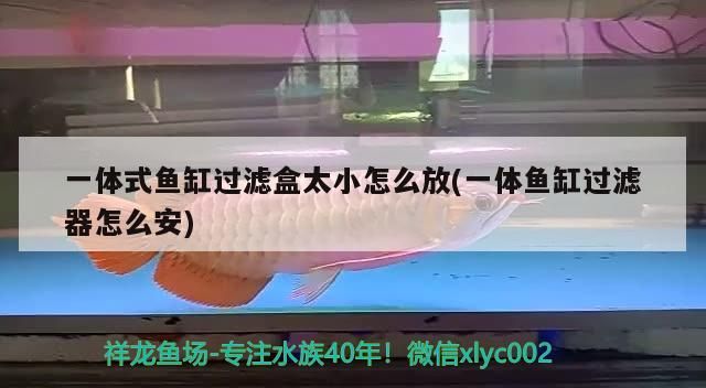 一體式魚缸過濾盒太小怎么放(一體魚缸過濾器怎么安)