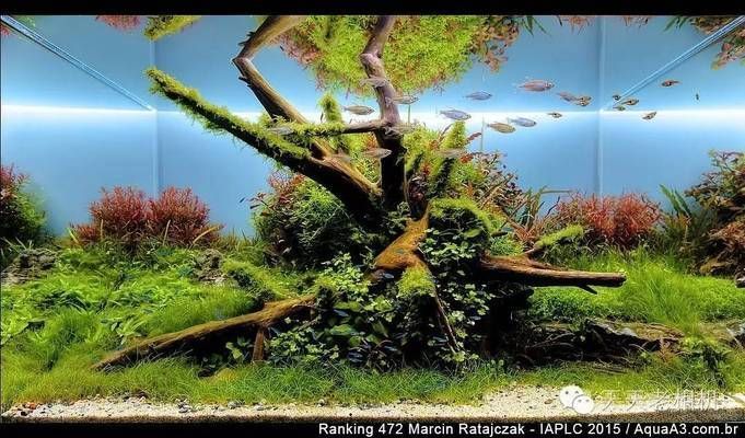 魚缸造景效果圖100例,簡單又好看，100例魚缸造景效果圖