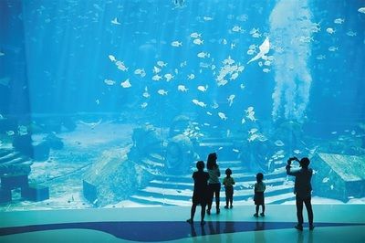 水族館算什么行業類別（水族館動物保護成功故事）