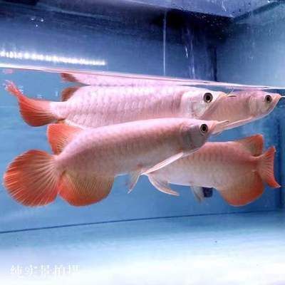 印尼大湖魚是什么意思：印尼大湖魚的種類