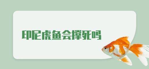 虎魚會不會撐死：虎魚不會因為過度進食而撐死，飼養者應遵循適量喂食原則