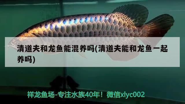 紅龍魚可以和清道夫一起養(yǎng)嗎：紅龍魚可以和清道夫一起混養(yǎng)嗎