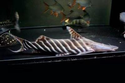 養龍魚魚缸背景圖片大全(龍魚魚缸造景圖片大全)