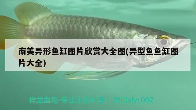 南美異形魚缸圖片欣賞大全圖(異型魚魚缸圖片大全) 南美異形魚缸圖片欣賞大全圖(異型魚魚缸圖片大全) 黃金貓魚百科 第3張