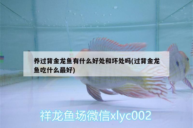 養(yǎng)過背金龍魚有什么好處和壞處嗎(過背金龍魚吃什么最好) 養(yǎng)過背金龍魚有什么好處和壞處嗎(過背金龍魚吃什么最好) 金龍魚百科 第3張