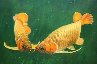金龍魚不吃食怎么辦用青大霉素可以嗎：金龍魚不吃食可能是由多種原因造成的，如何判斷金龍魚水質是否合適