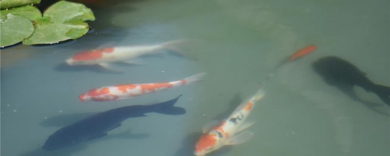 怎樣養錦鯉魚養錦鯉要注意什么