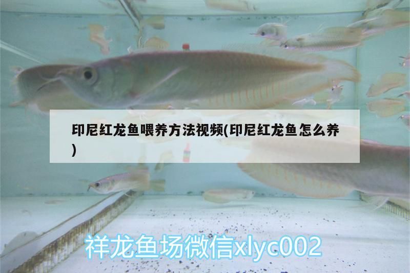 印尼紅龍魚喂養方法視頻(印尼紅龍魚怎么養)