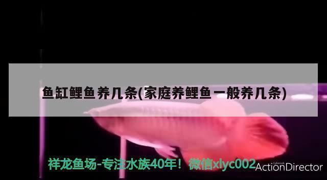 金龍魚總往魚缸下面游動，金龍魚在魚缸底部頻繁游動怎么辦