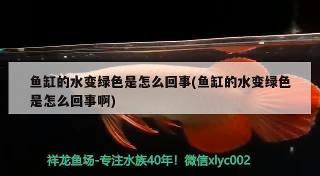 金龍魚總往魚缸下面游動，金龍魚在魚缸底部頻繁游動怎么辦