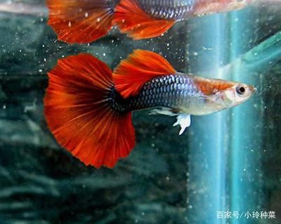 剛出生的小魟魚水溫多少度合適：剛出生的小魟魚對于水溫的變化非常敏感，需要穩(wěn)定且適宜的水溫環(huán)境