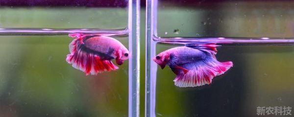 剛出生的小魟魚水溫多少度合適：剛出生的小魟魚對于水溫的變化非常敏感，需要穩(wěn)定且適宜的水溫環(huán)境