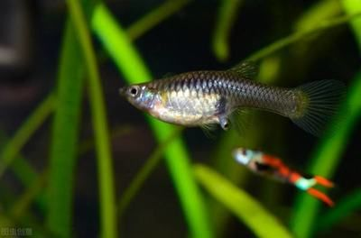 剛出生的小魟魚水溫多少度合適：剛出生的小魟魚對(duì)于水溫的變化非常敏感，需要穩(wěn)定且適宜的水溫環(huán)境