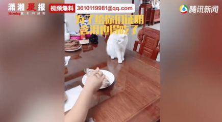 金龍魚顫抖的處理方法：金龍魚抖嘴怎么辦